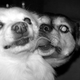 Illustration for article titled Shooting Challenge Pets Gallery 2